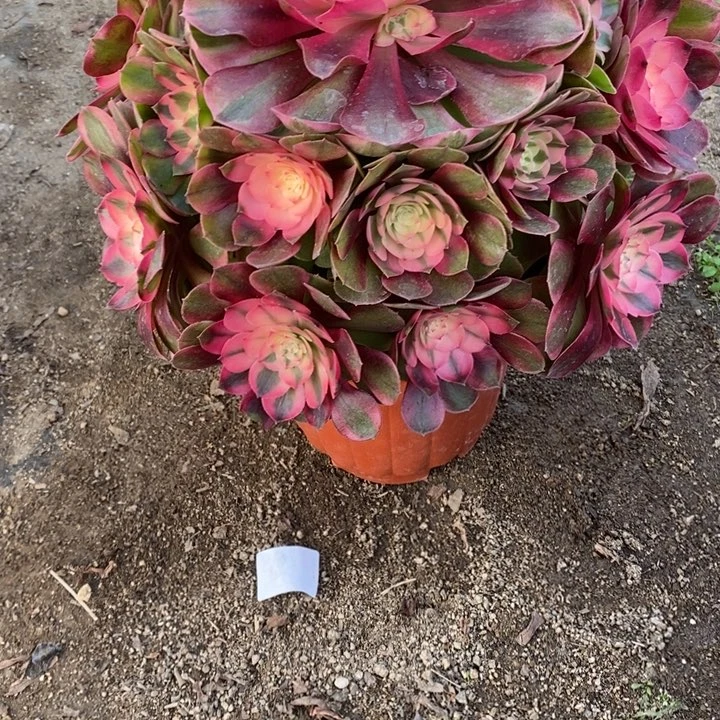 多肉植物荔枝906多肉