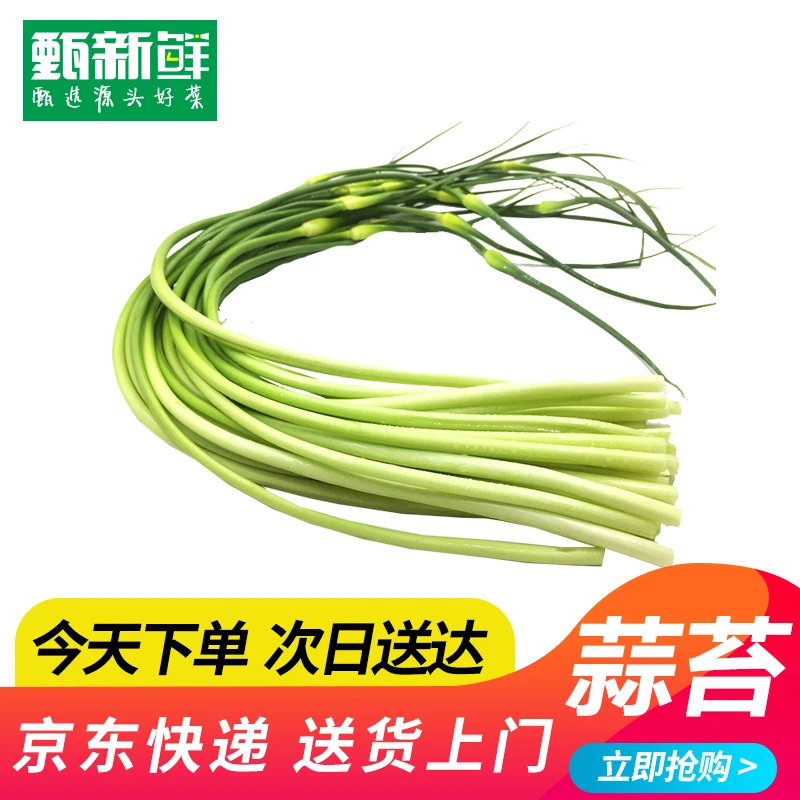 ③⑩新鲜蒜苔300g±10g京东包邮次日达蒜薹蔬菜