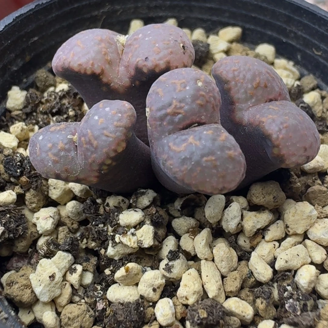48号四头翻窗勋章一物一拍