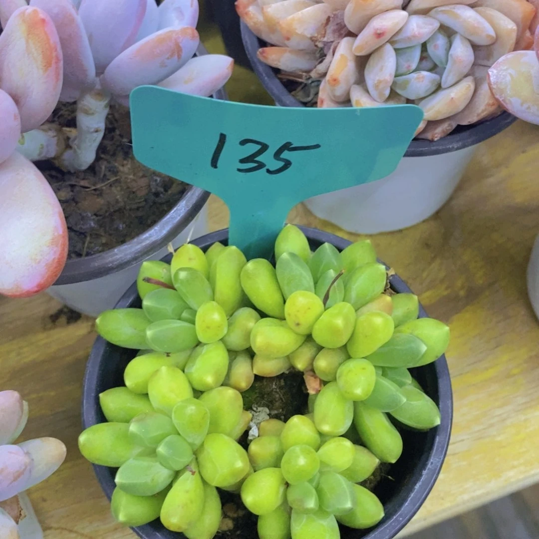 开心多肉，一物一拍