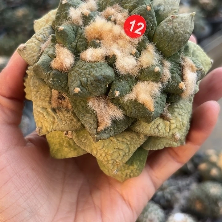 春****苗接落地仙人球12