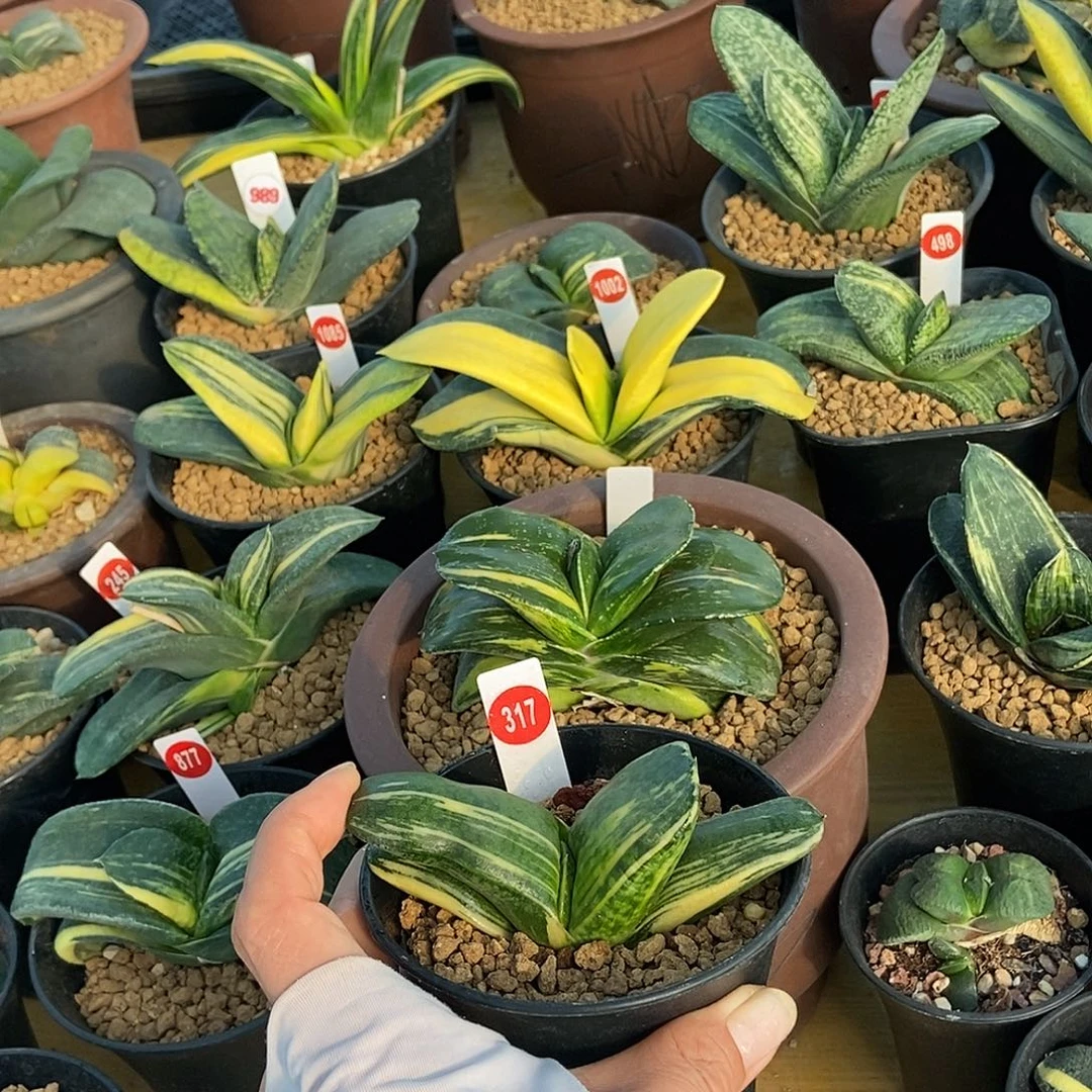 317姬翠虎实生锦带盆发货