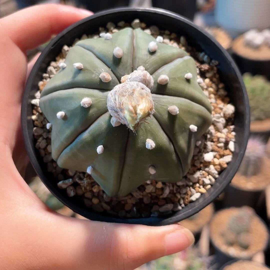 仙人球琉璃海星兜