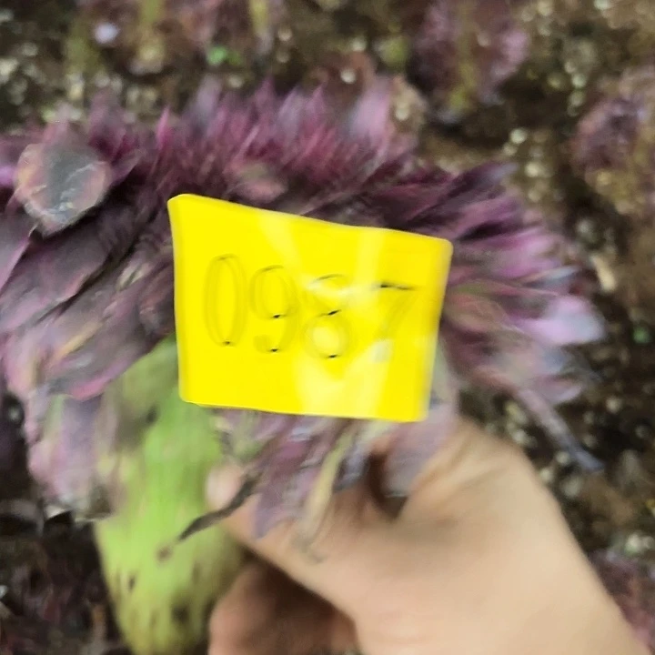 y****?多肉植物福利987