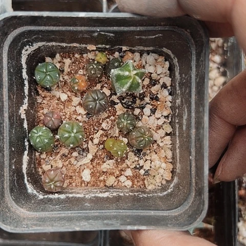927清棚特价出售哦