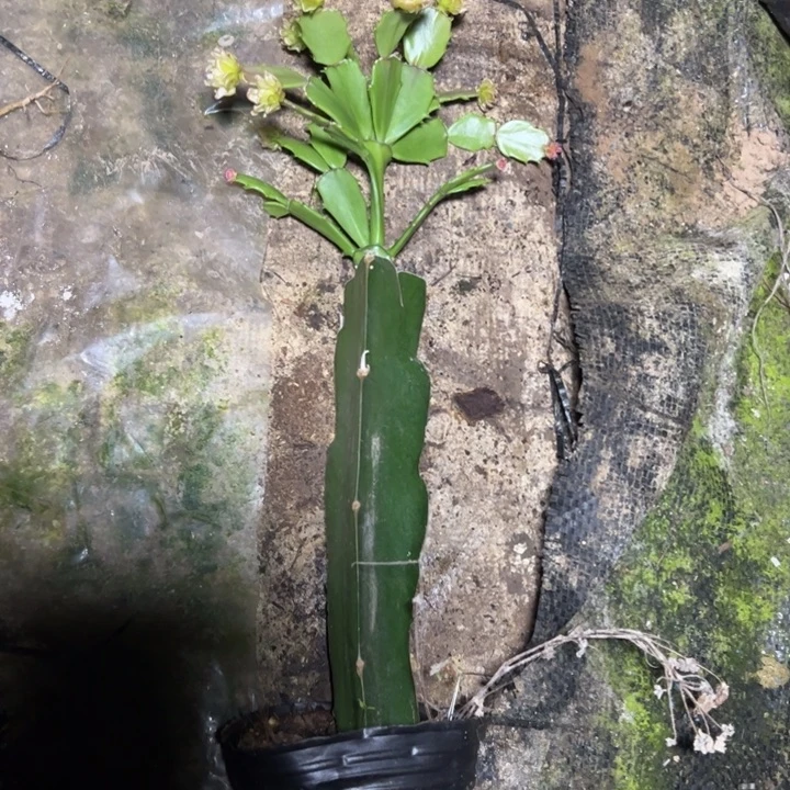 050嫁接多叶片小苗一颗35