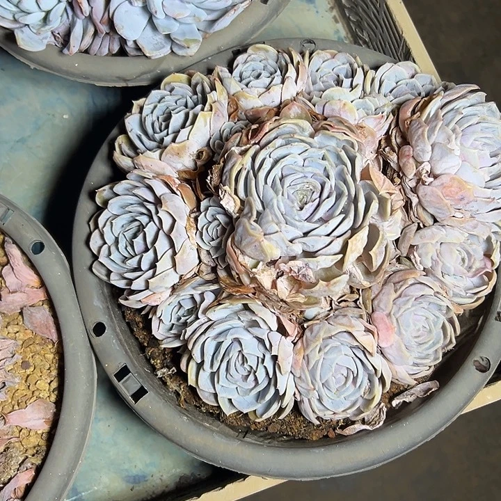 蓝色惊喜群生手捧多肉