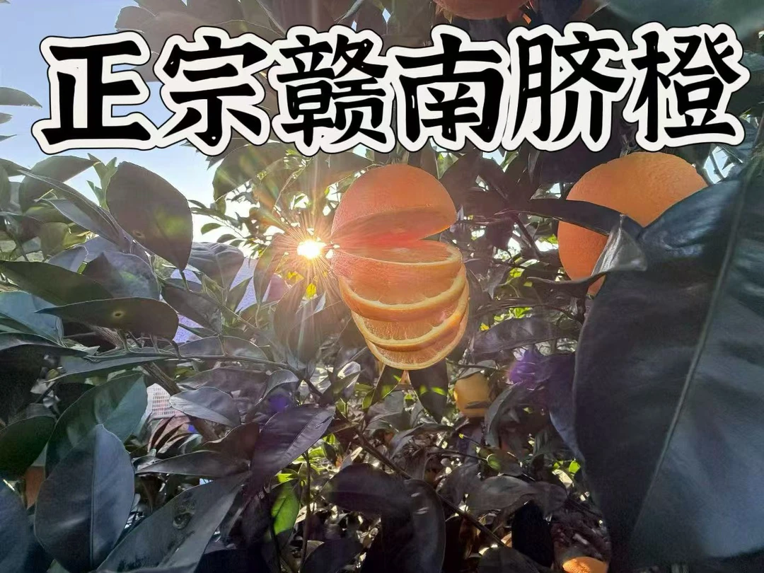 【地道赣南脐橙】赣南脐橙80-90mm皮薄多汁无籽化渣橙香浓郁甜如蜜
