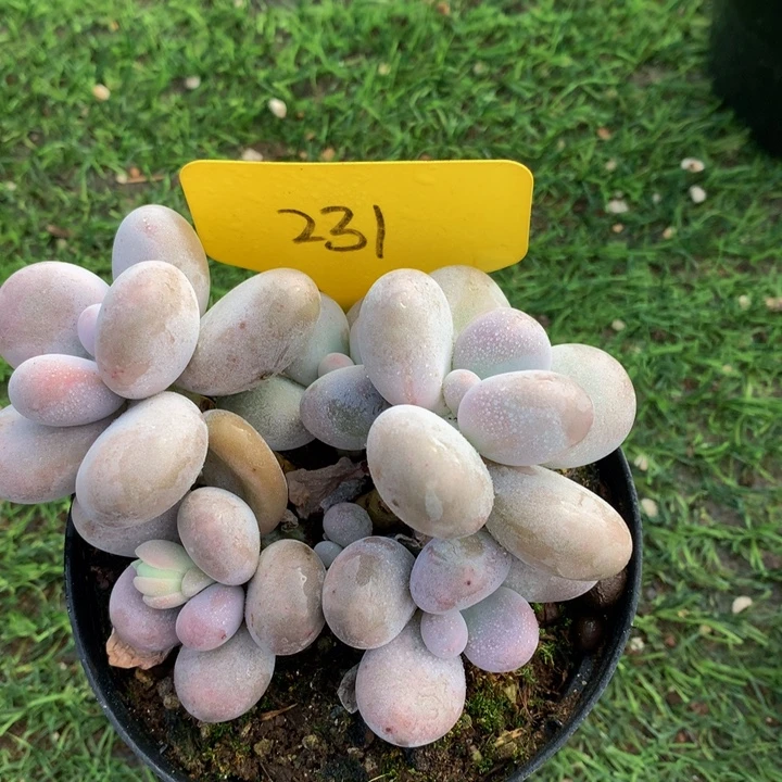 多体系和欧737737383