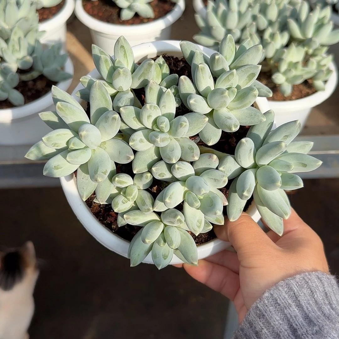 松果美人整无砍群生多肉