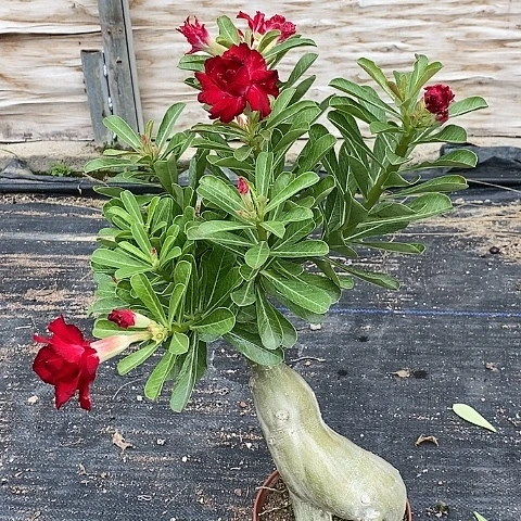 【闪购商品】无花朵花**@