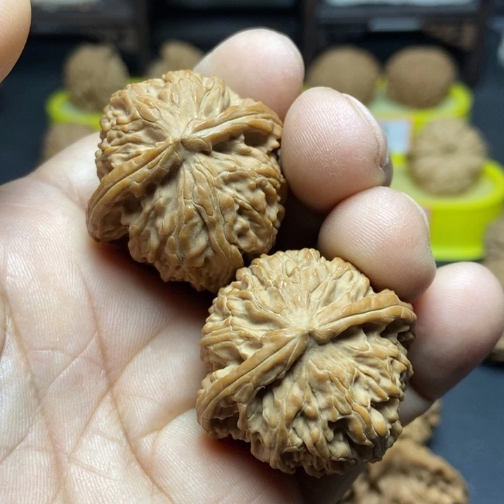 核桃山地白狮子007