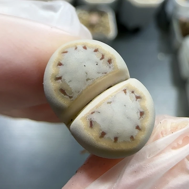 11.14。福利217饼干。5009