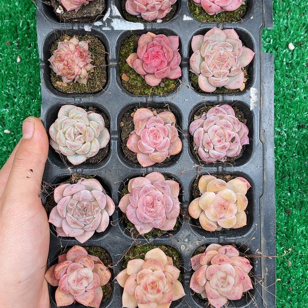 精品多肉一物一拍20-87