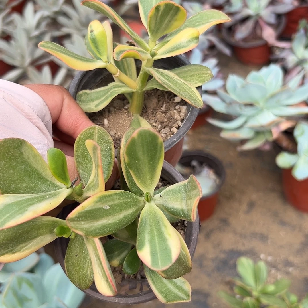 怡***然多肉植物多肉植物