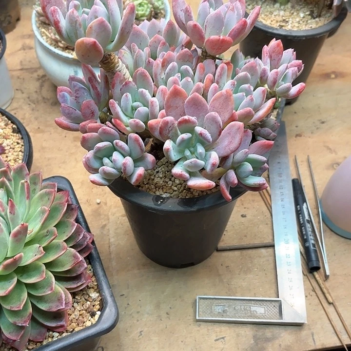 o**星多肉植物，灰姑娘