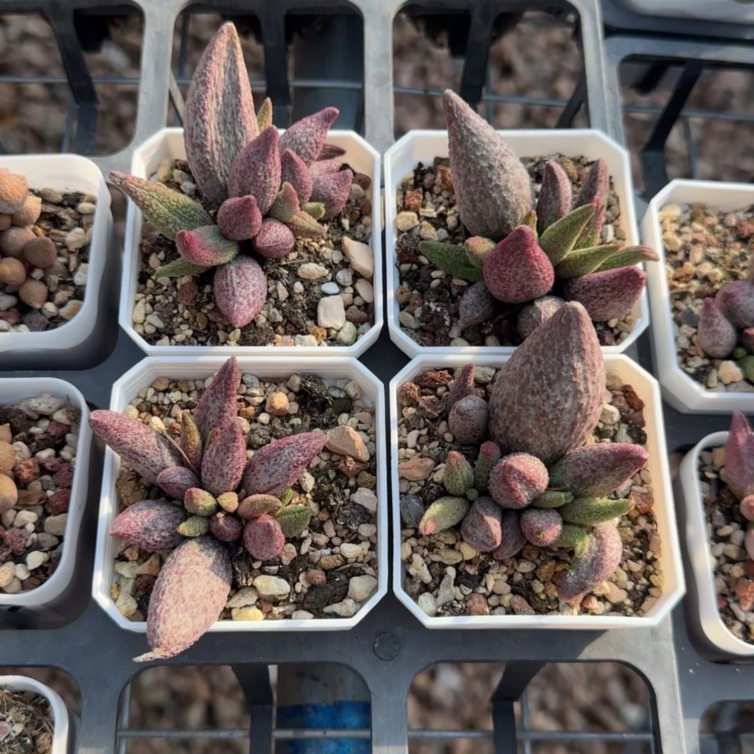 单颗猪尾巴量拍链接