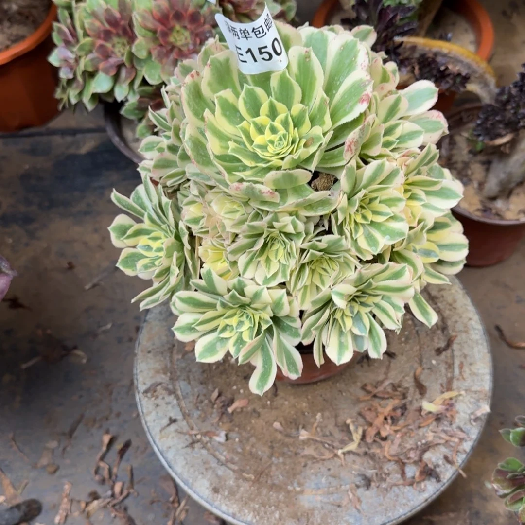 150迈巴赫法师多肉