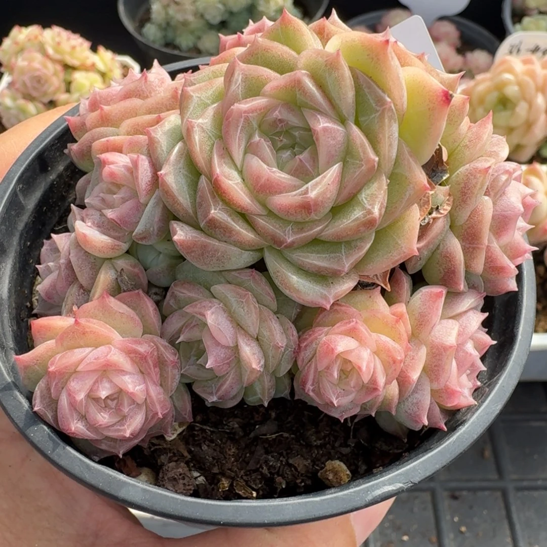 一物一拍一物一拍12-14-744