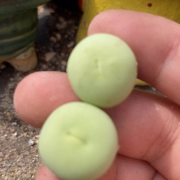 6579鸽子蛋一组两颗