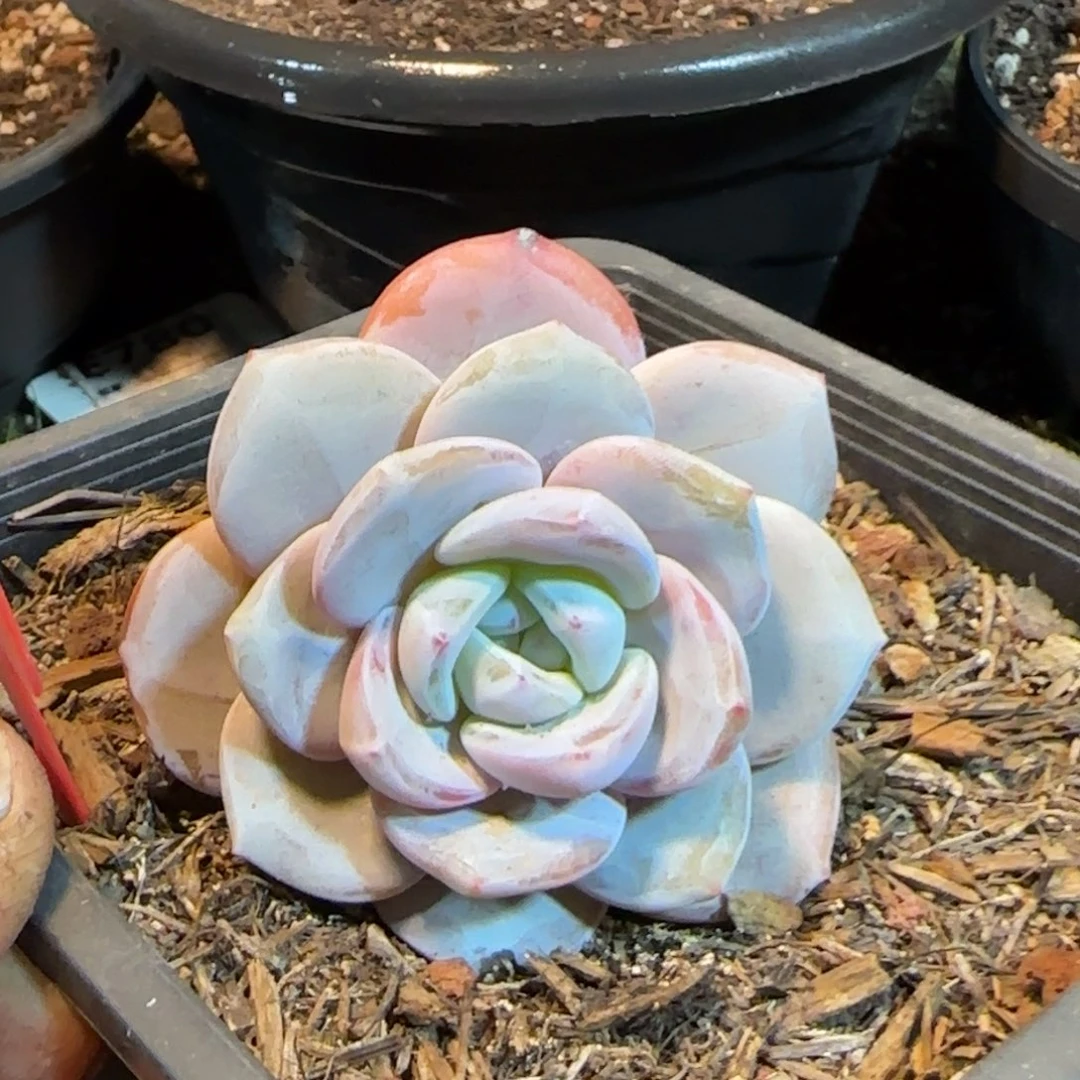 圆叶奶茶一物一拍包装收缩花旱