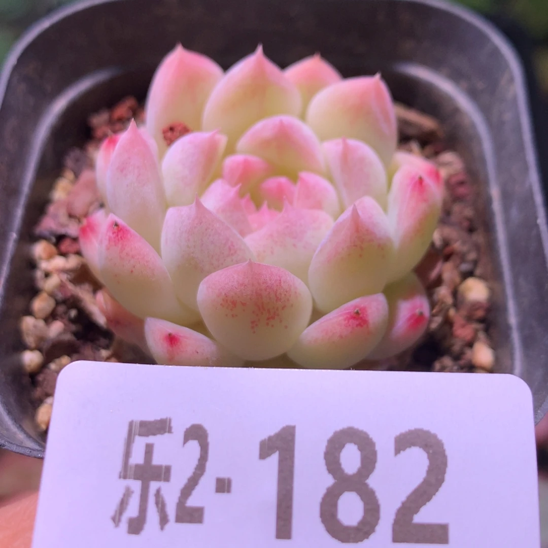 乐然 2-182 明月心