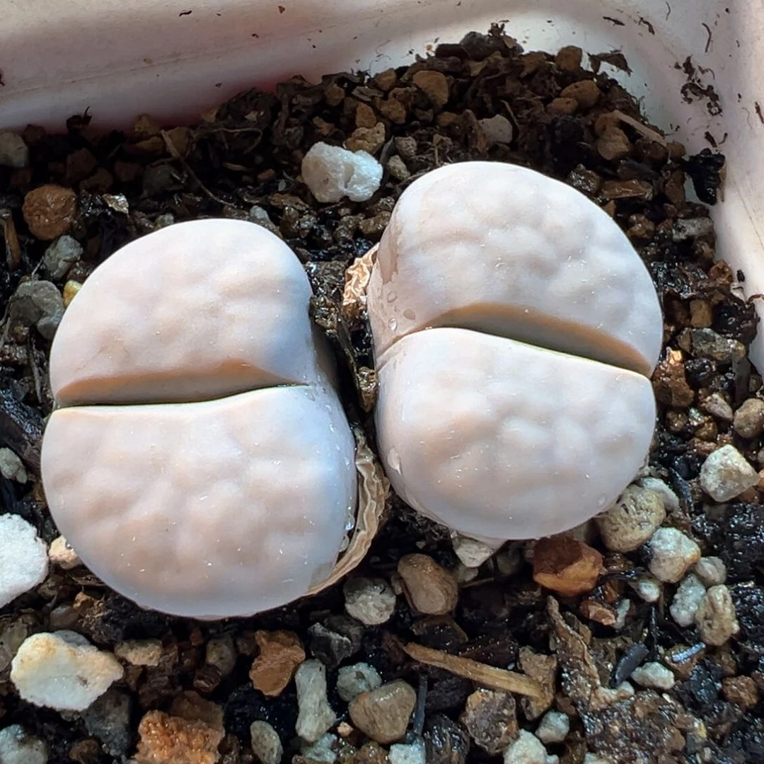 172多肉植物种类多样