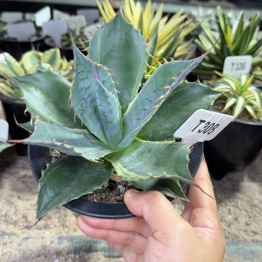 福利赖光黄腹轮脱土发