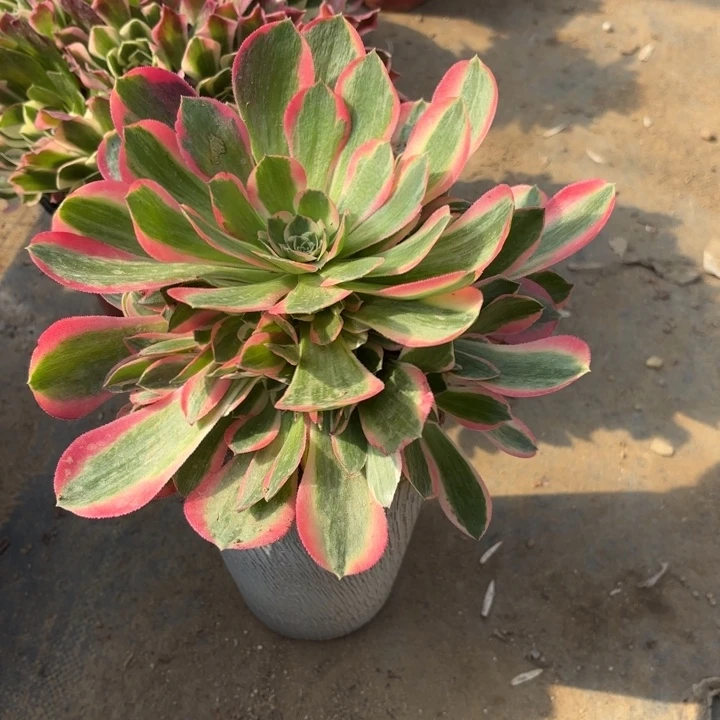 妖月多肉法师量拍