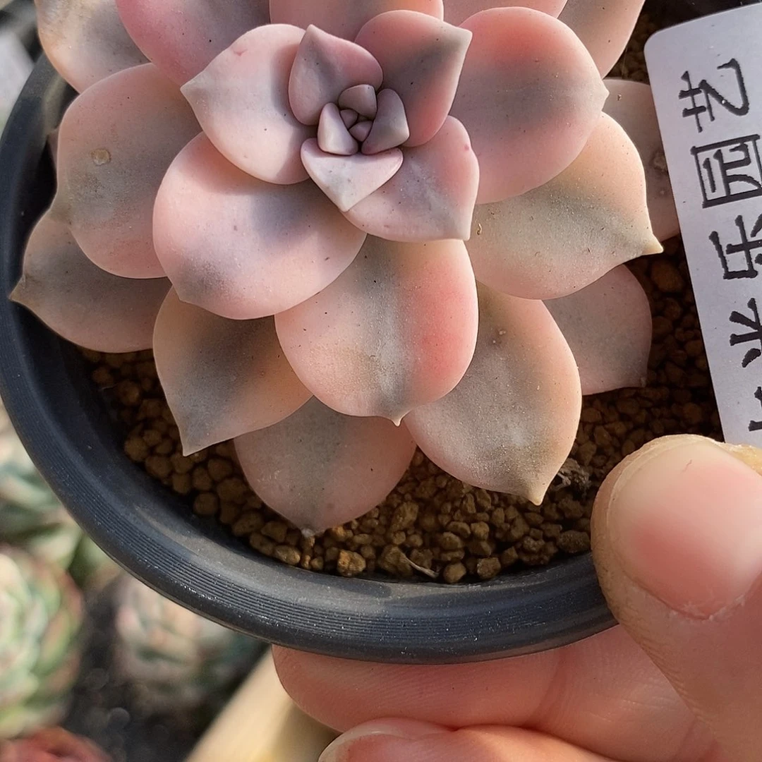 543华丽风车覆轮锦炸多肉植物