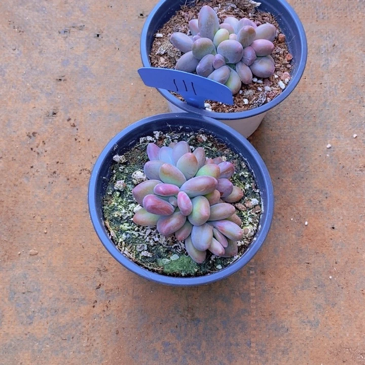 你就不要想这些乱