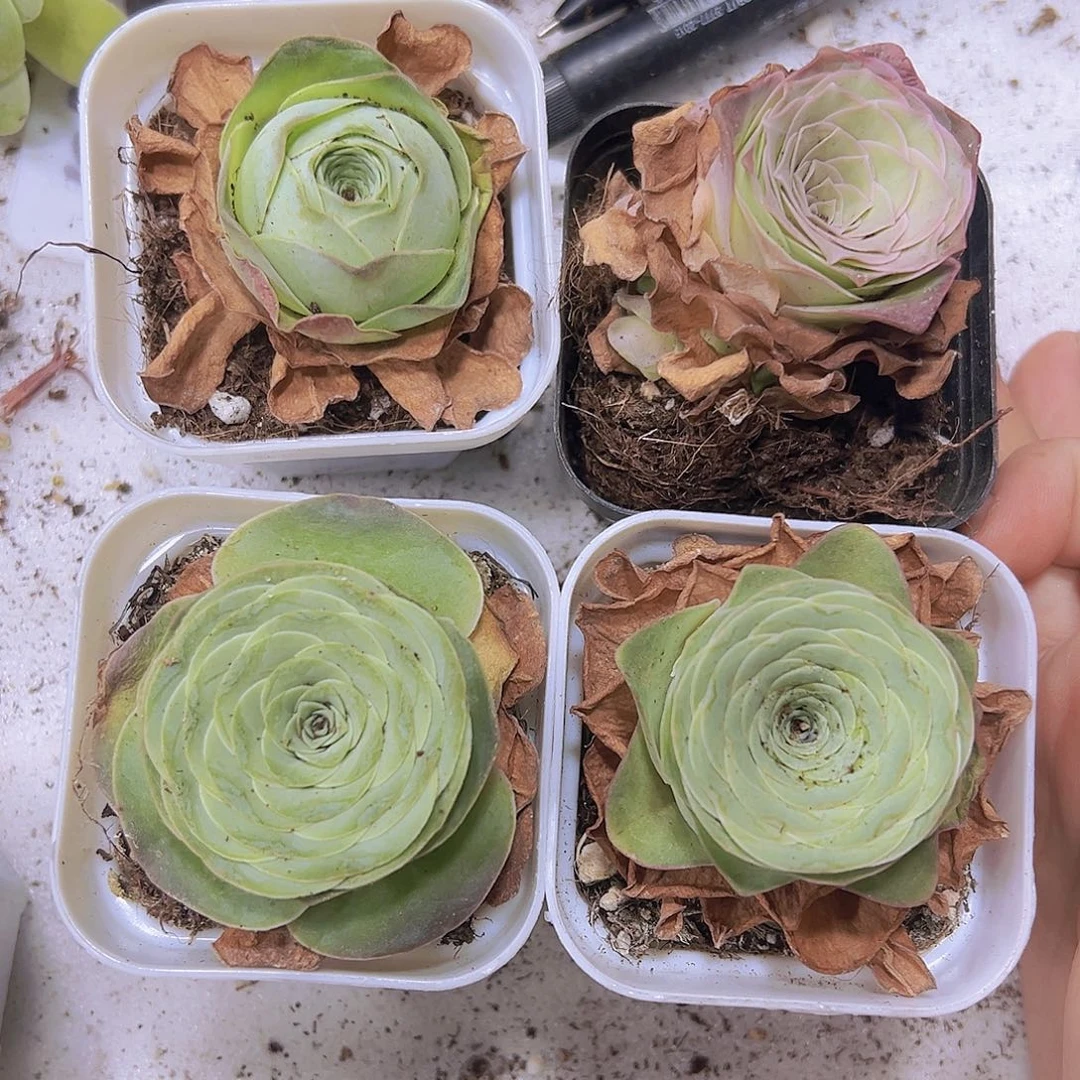 山地玫瑰组合5盆多肉