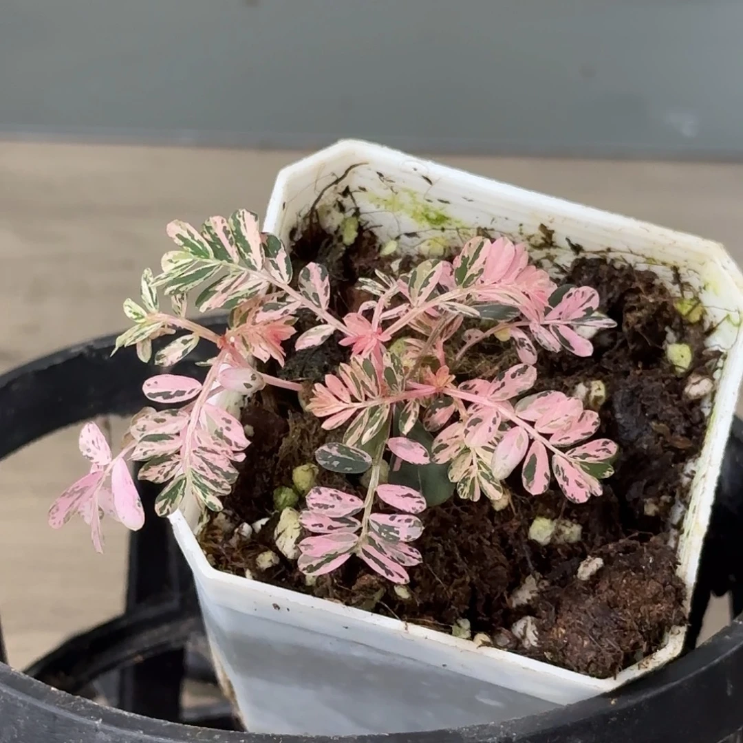 无花朵粉锦叶下珠