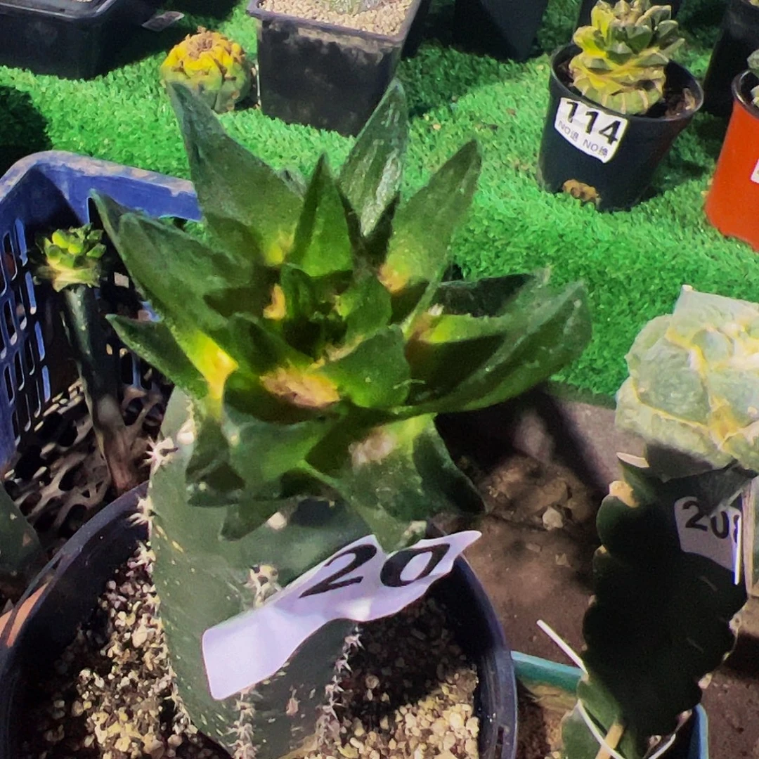 无花朵福利龙角牡丹520