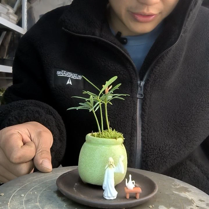 月**又小盆景小植物一物一拍254