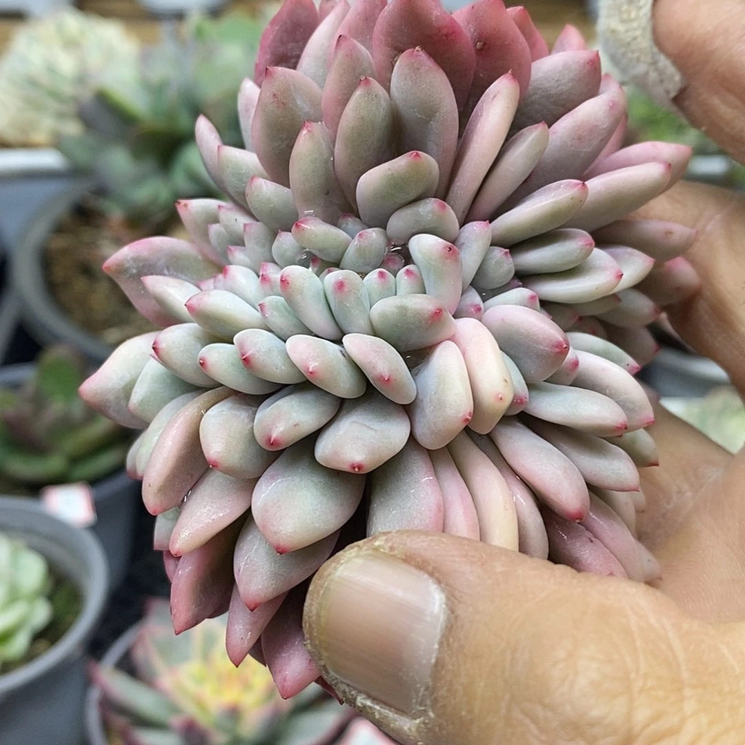 21173 凌雪覆轮锦缀化头盖