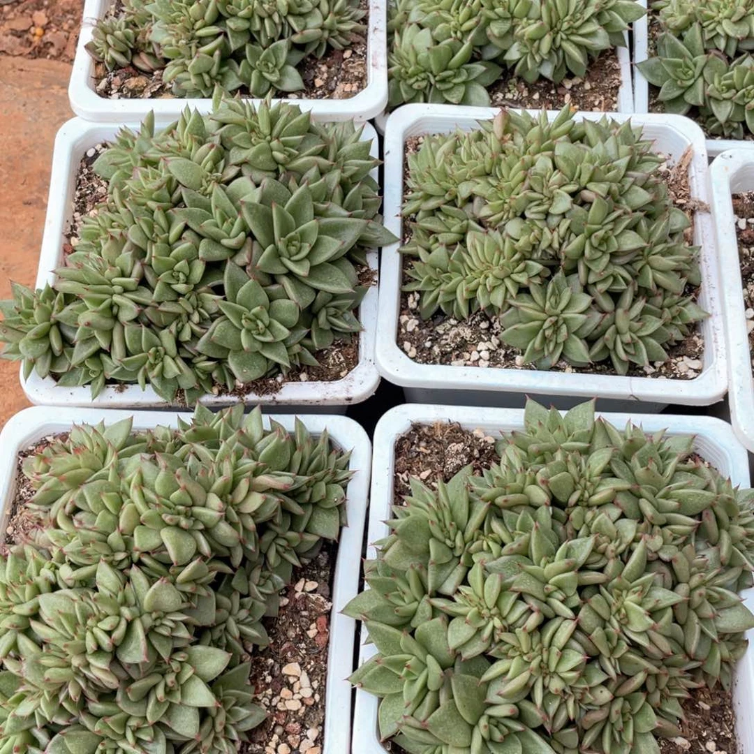 多肉植物多肉植物1846可带盆