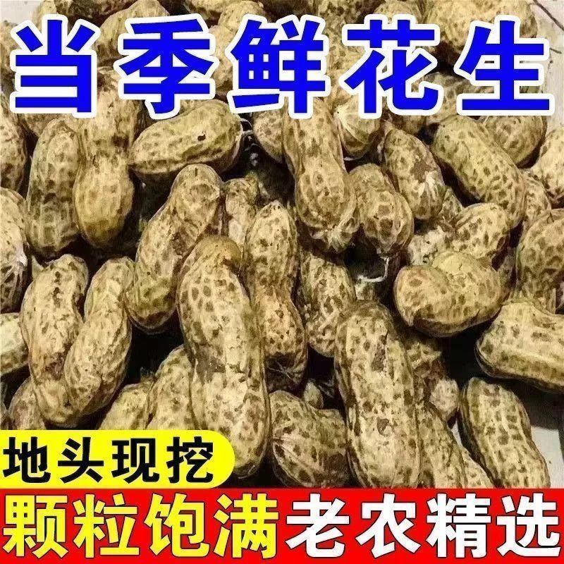 2025鲜花生粉皮带壳嫩花生现挖新鲜湿生吃批发现带泥嫩花生小白沙