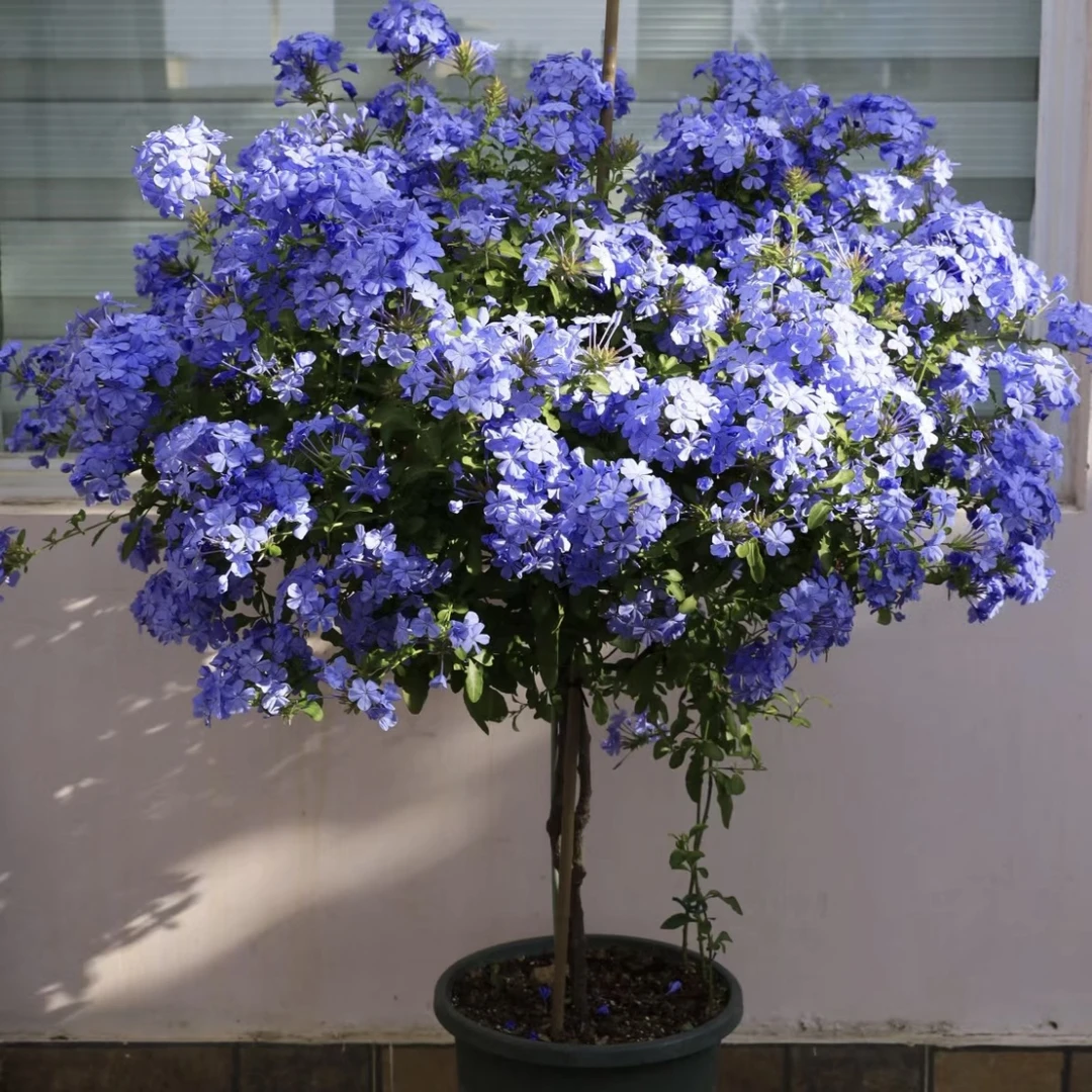 【蓝雪花棒棒糖】盆栽庭院观花植物耐热爆花机器