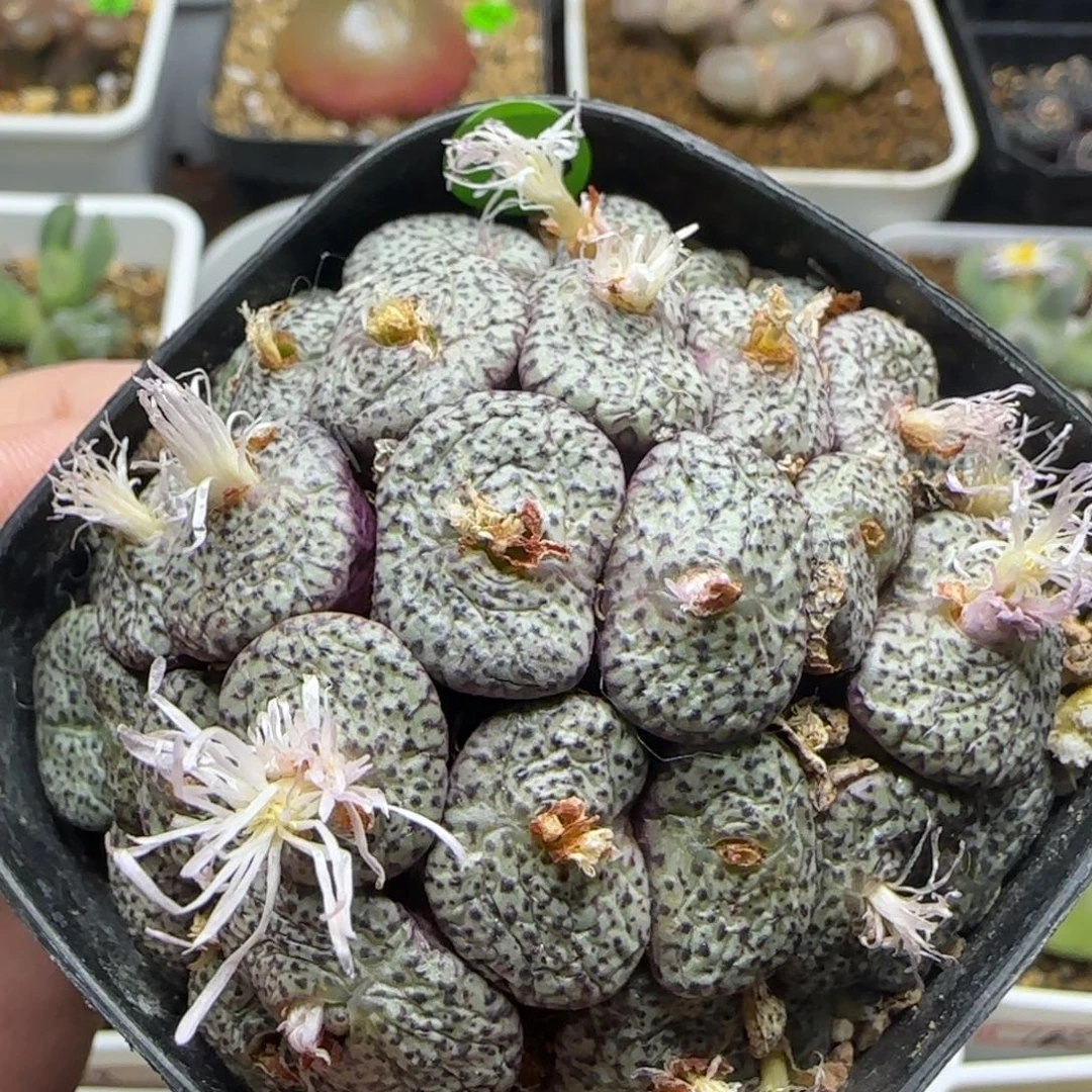 巨无霸密纹安贞群382