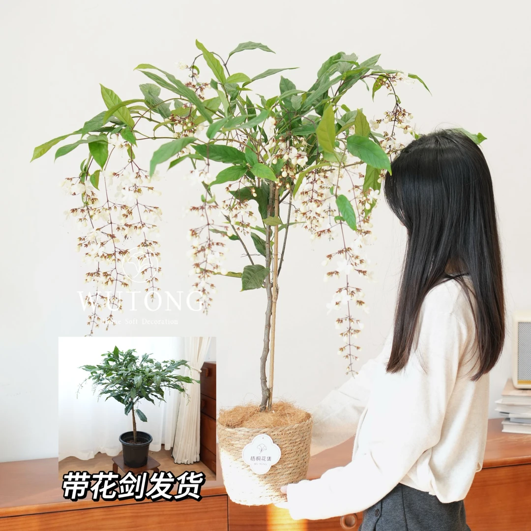 垂丝茉莉白玉蝴蝶开花植物耐阴好养室内客厅绿植