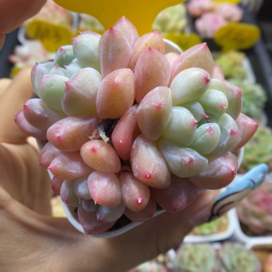 泡芙珍妮群生5329号