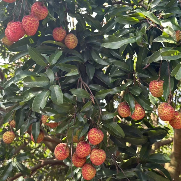 【全程京东冷链】广东雷岭糯米糍荔枝当季新鲜水果现摘现发4.5斤