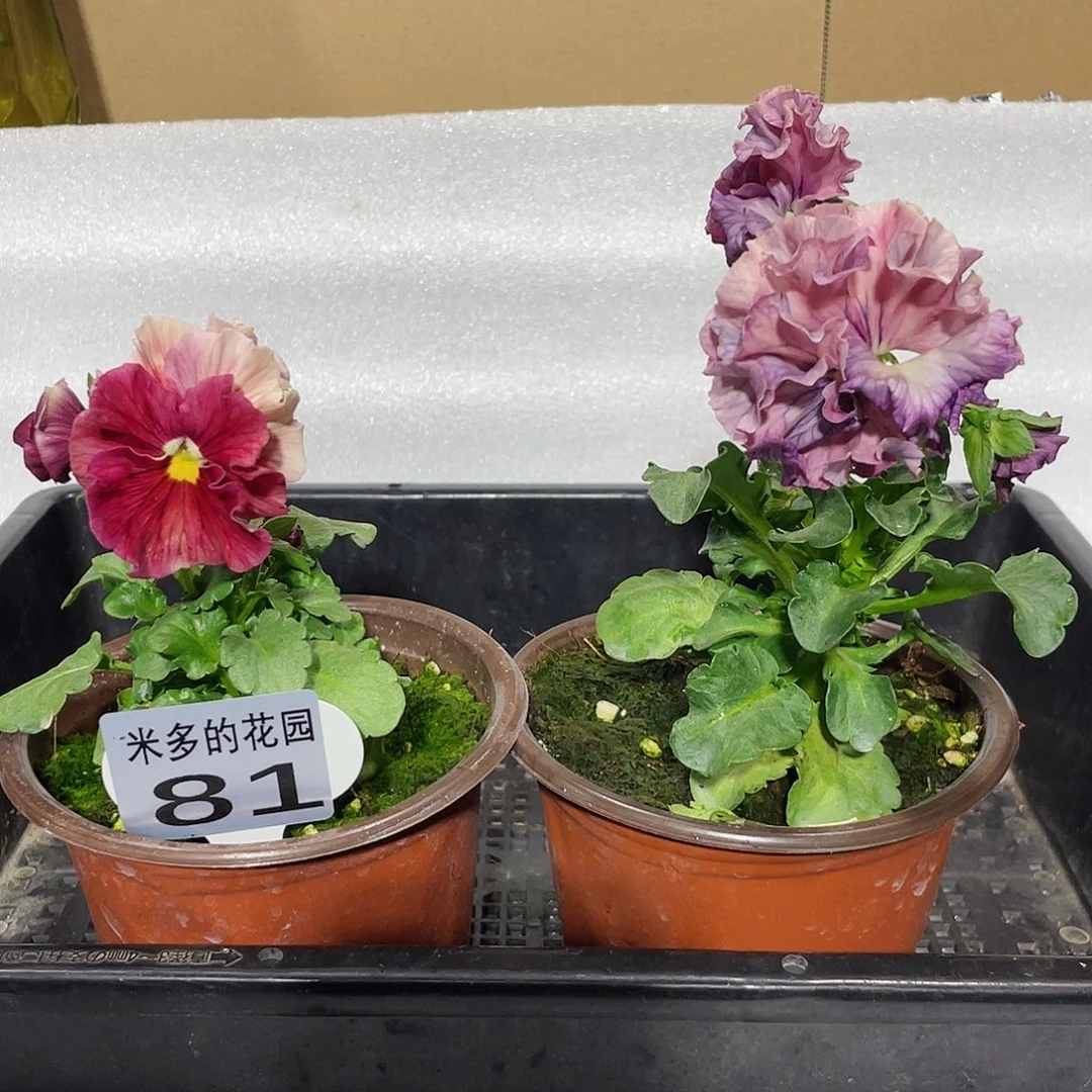 大部分开放少量花苞81