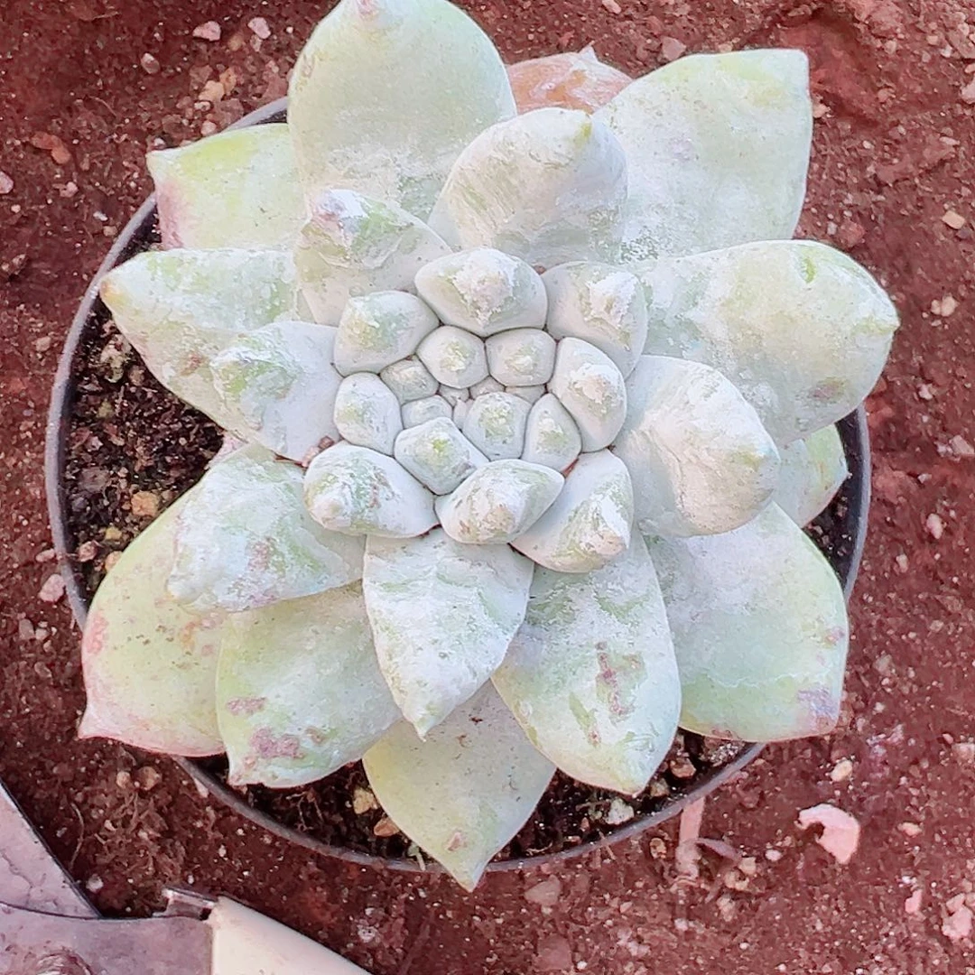 9336牡丹苹果叶仙女杯