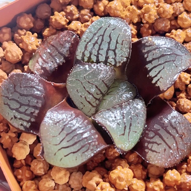 十二卷 魔后 阳台办公室新手高端多肉植物