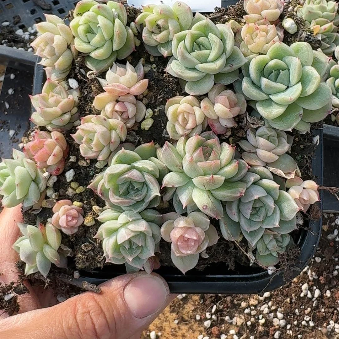 杂交新品珍妮多肉290