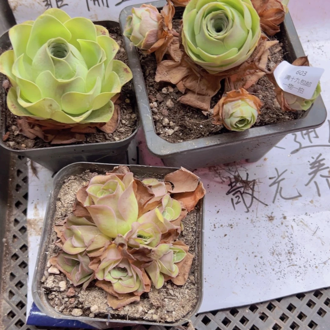 603 侧牙掉了不包损无售后