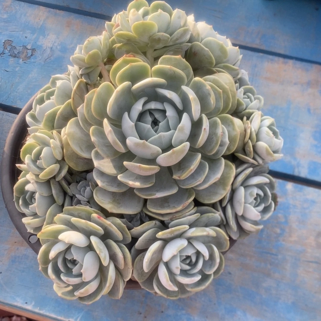 劳林。