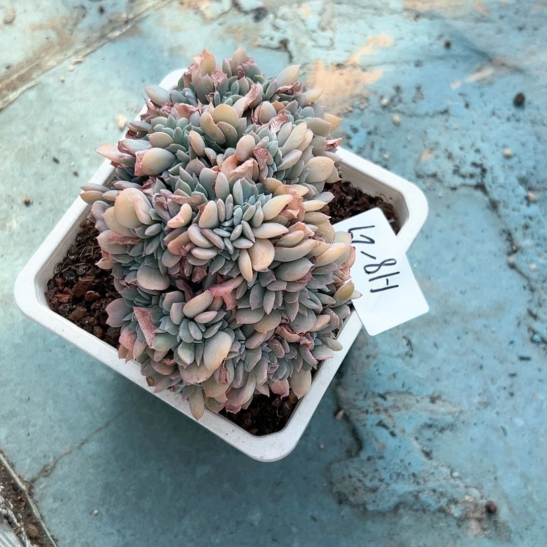 然*118-29白茶缀化多肉寄养